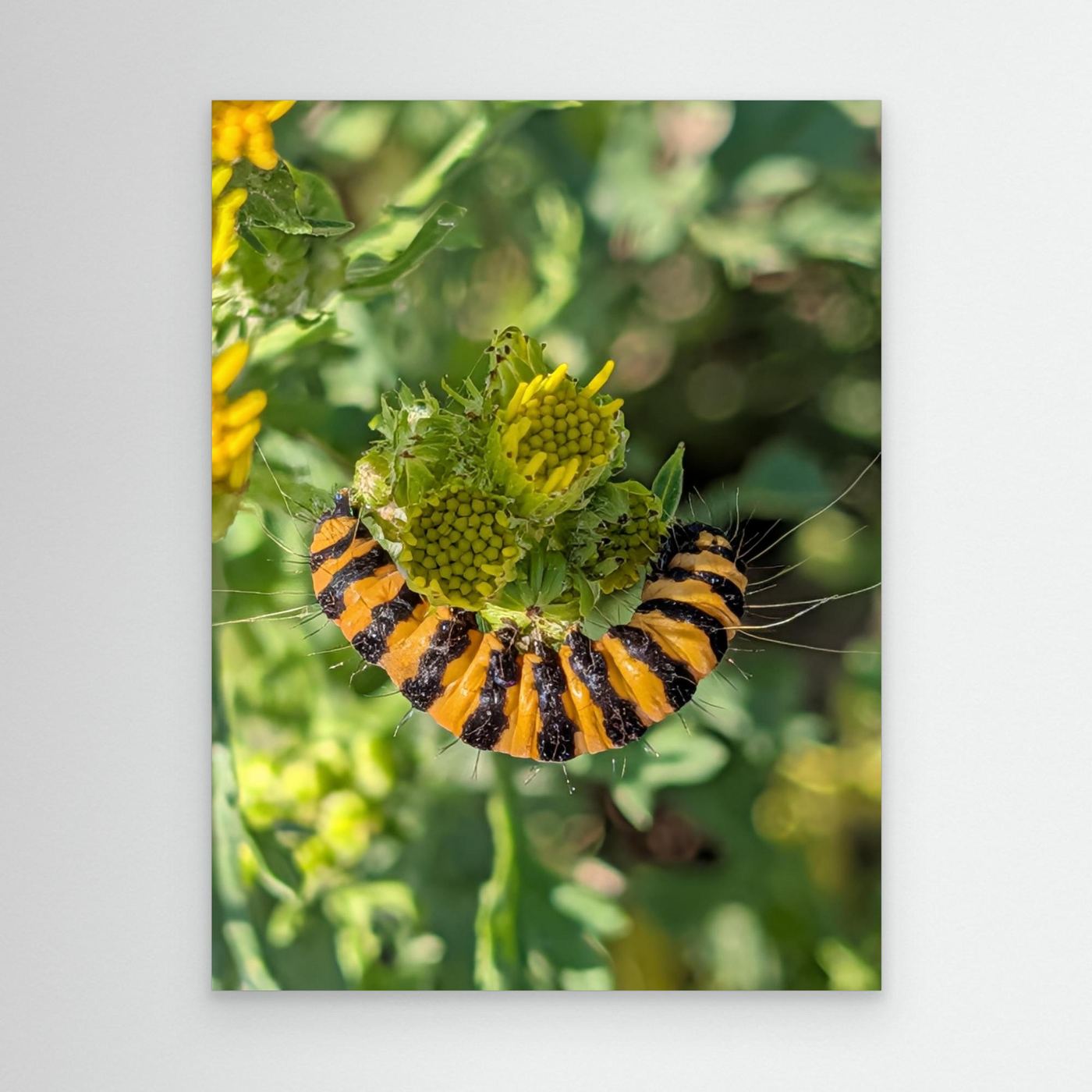 A Caterpillar's Vibrance by Srgstudio 