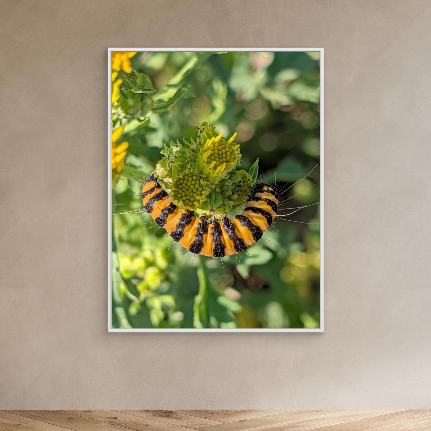 A Caterpillar's Vibrance by Srgstudio 