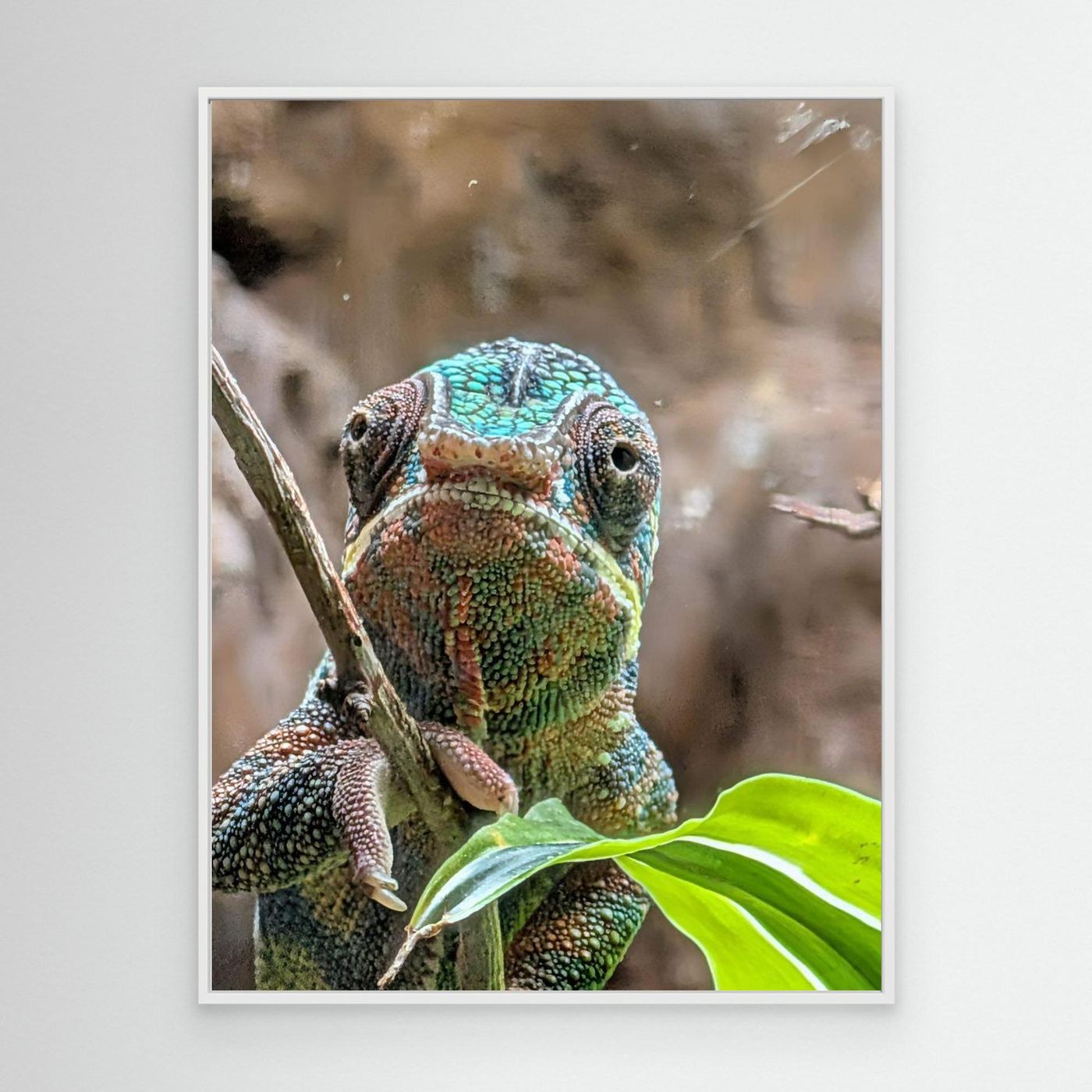 Chameleon By Srgstudio 