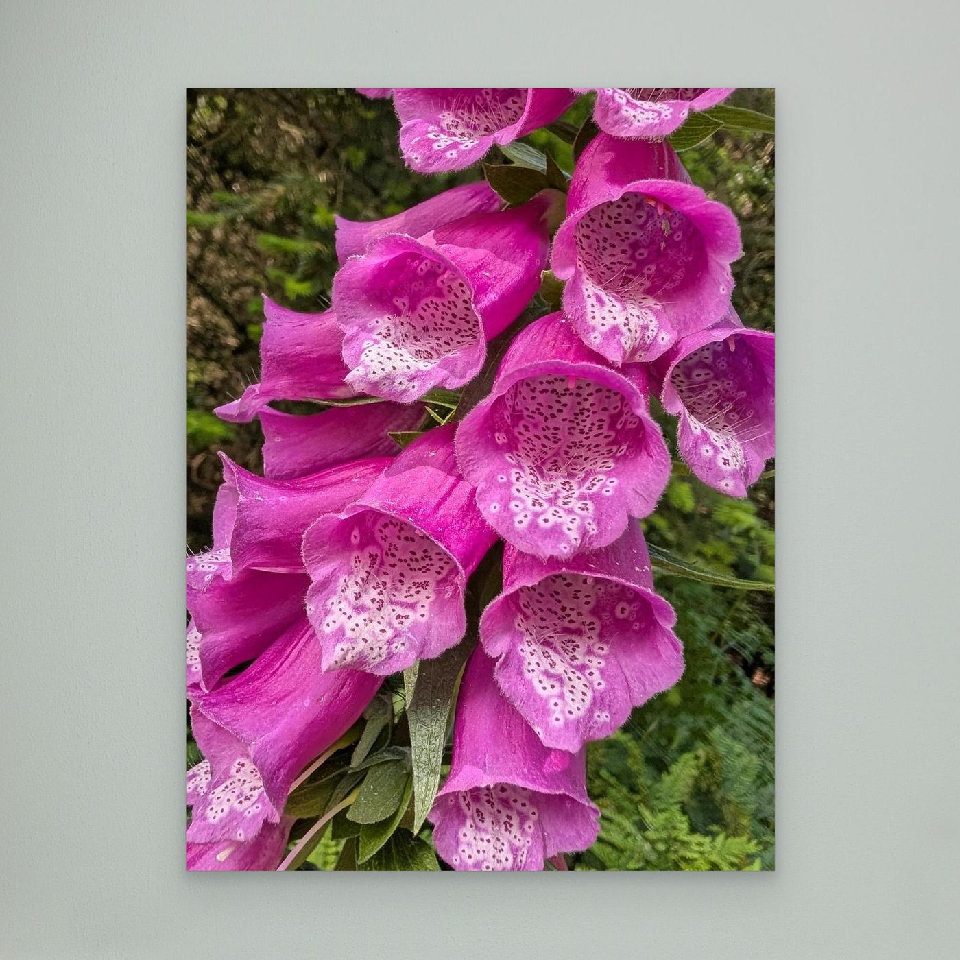 Vibrant Foxtail By Srgstudio
