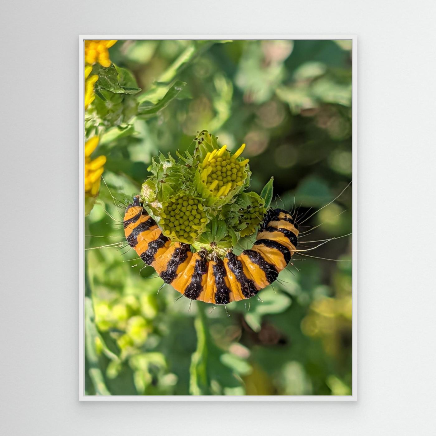 A Caterpillar's Vibrance by Srgstudio 