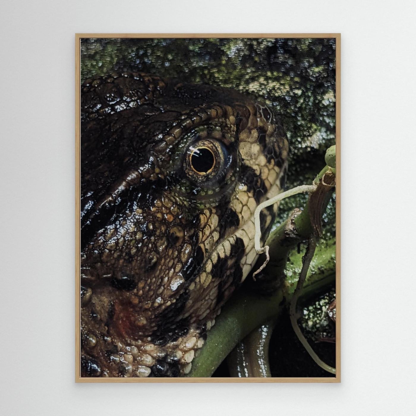 Lizard Watching by Srgstudio