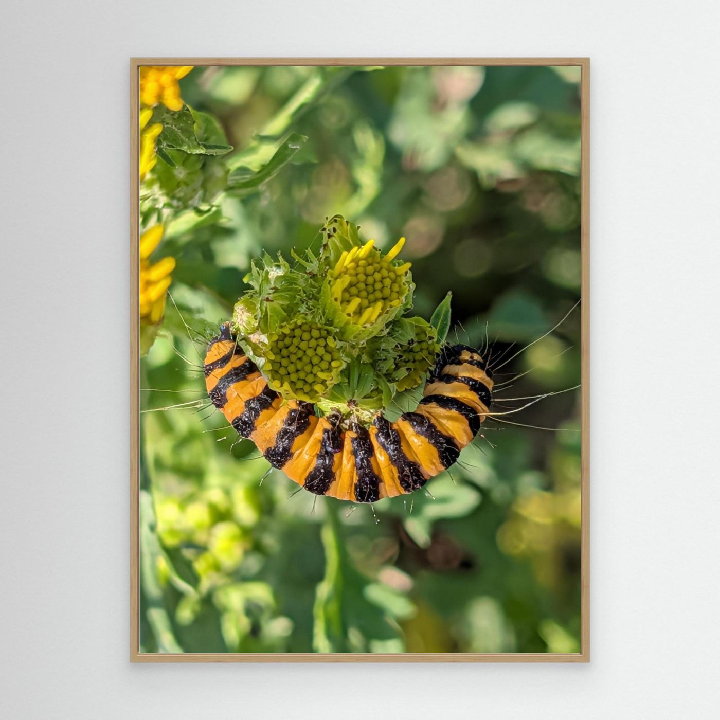 A Caterpillar's Vibrance by Srgstudio 