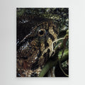 Lizard Watching by Srgstudio