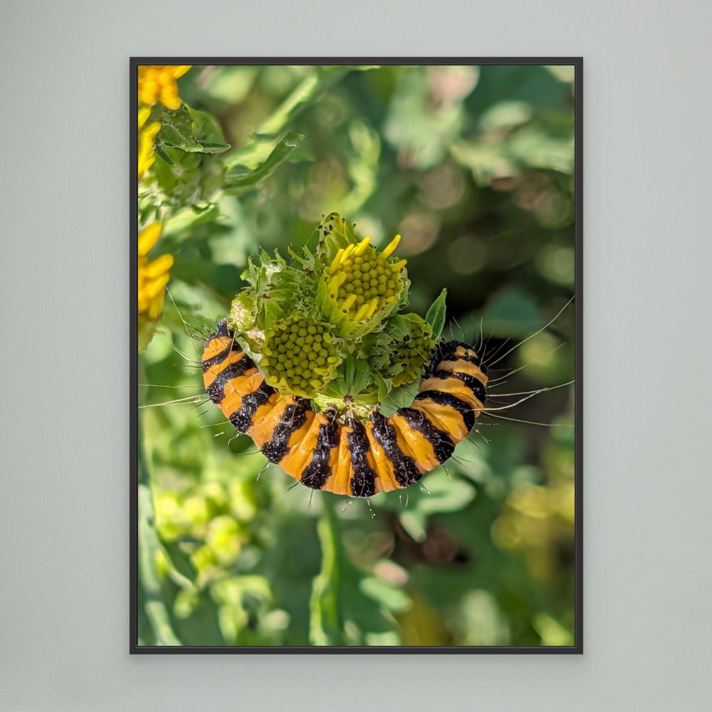 A Caterpillar's Vibrance by Srgstudio 