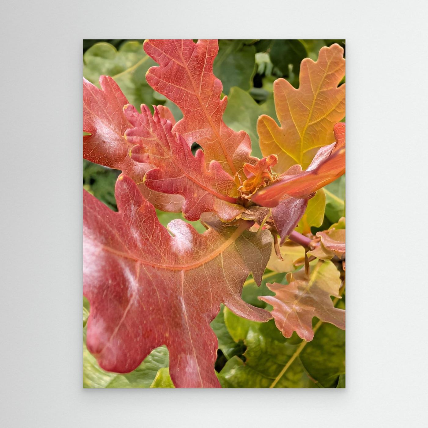 Natures Colours by Srgstudio