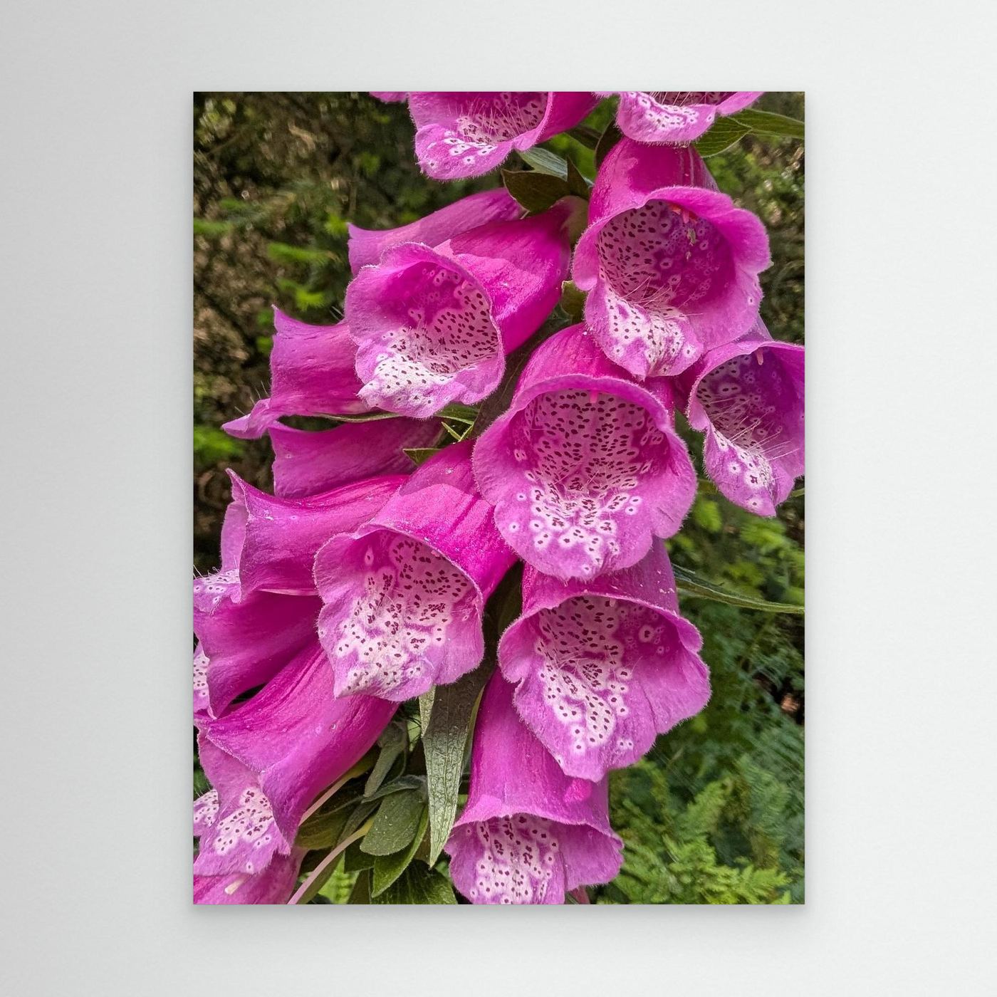 Vibrant Foxtail By Srgstudio