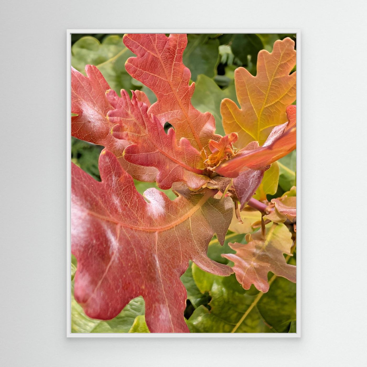 Natures Colours by Srgstudio