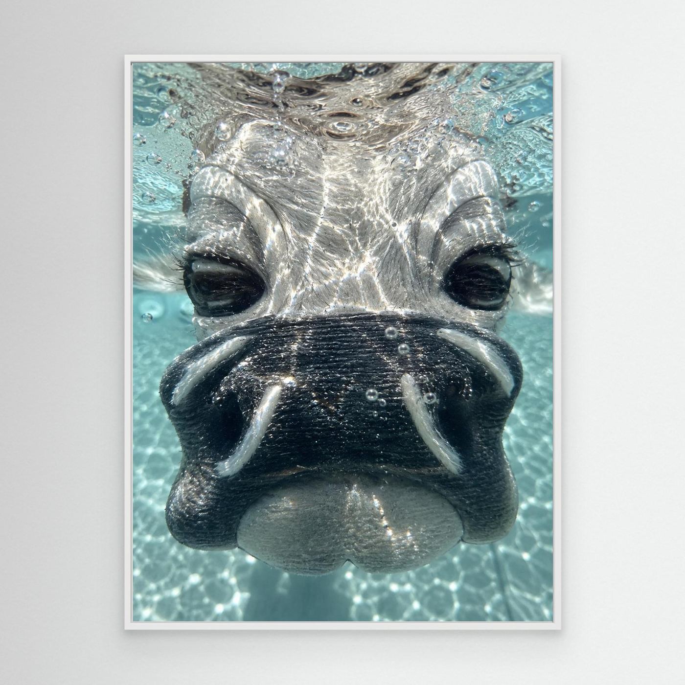 Daisy Underwater Canvas By Srgstudio