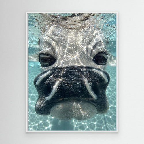 Daisy Underwater Canvas By Srgstudio