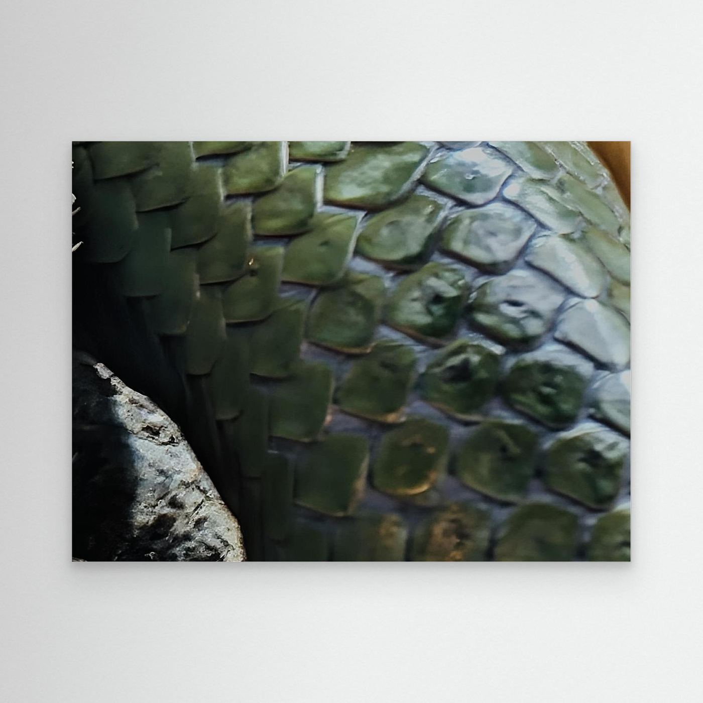 Scales By Srgstudio