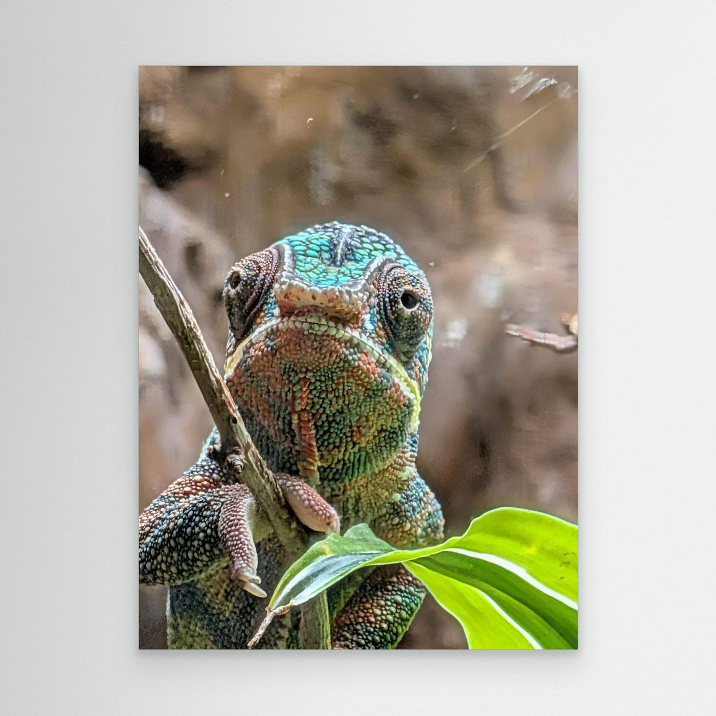 Chameleon By Srgstudio 