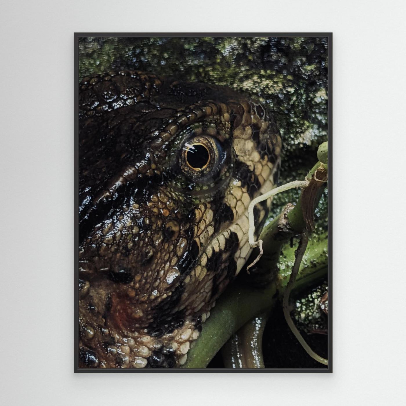 Lizard Watching by Srgstudio