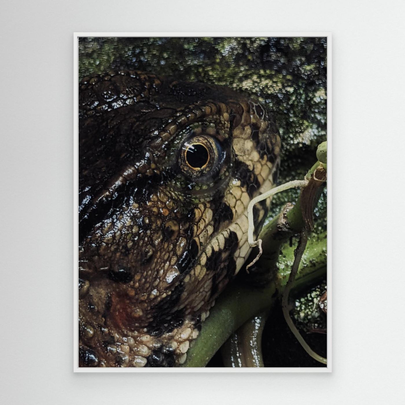 Lizard Watching by Srgstudio
