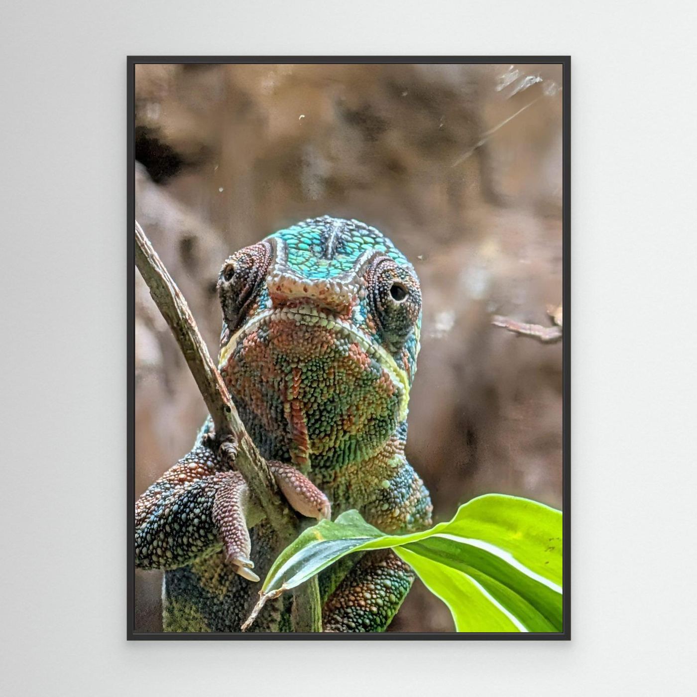 Chameleon By Srgstudio 