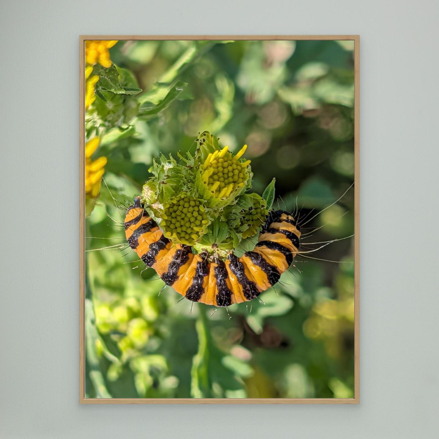 A Caterpillar's Vibrance by Srgstudio 