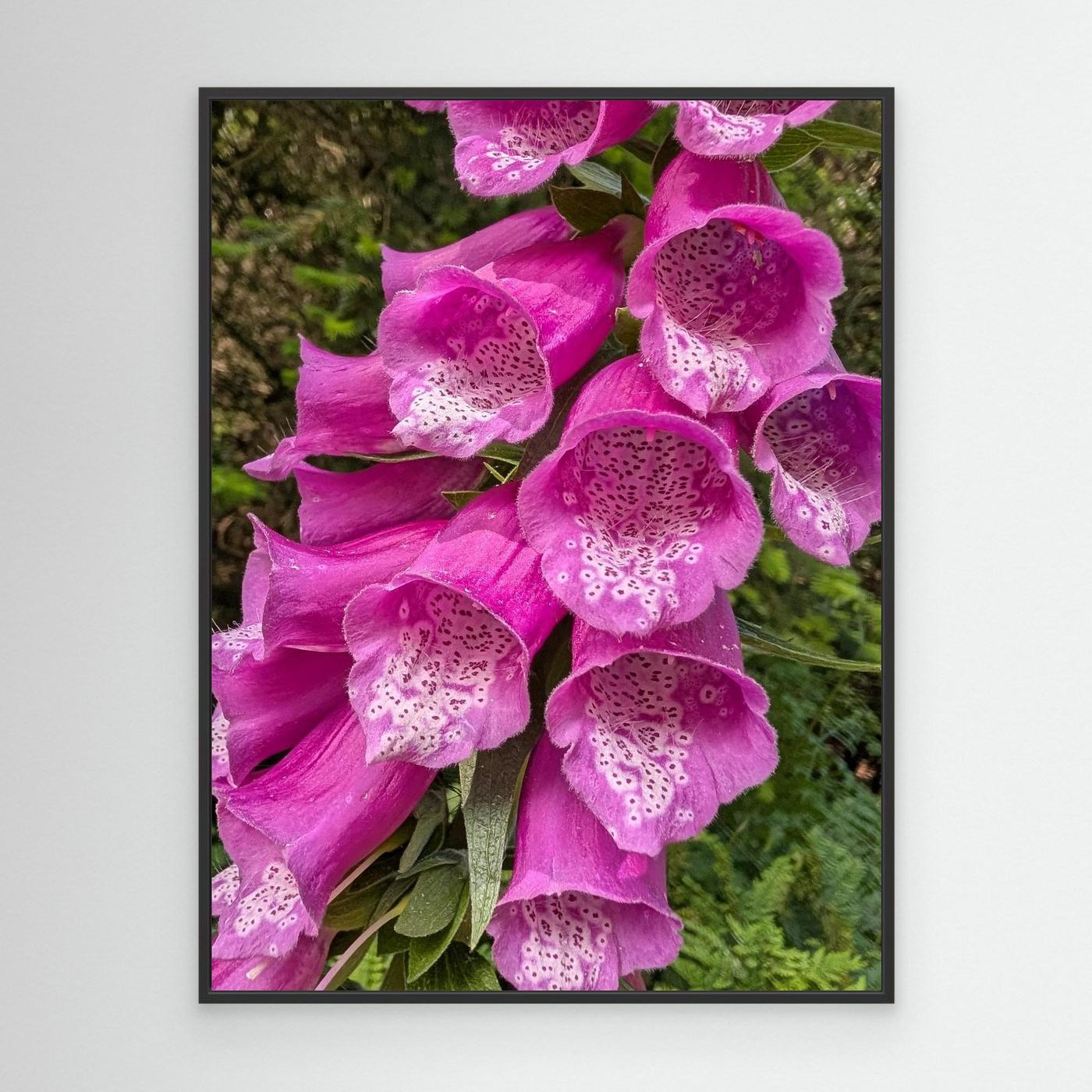 Vibrant Foxtail By Srgstudio