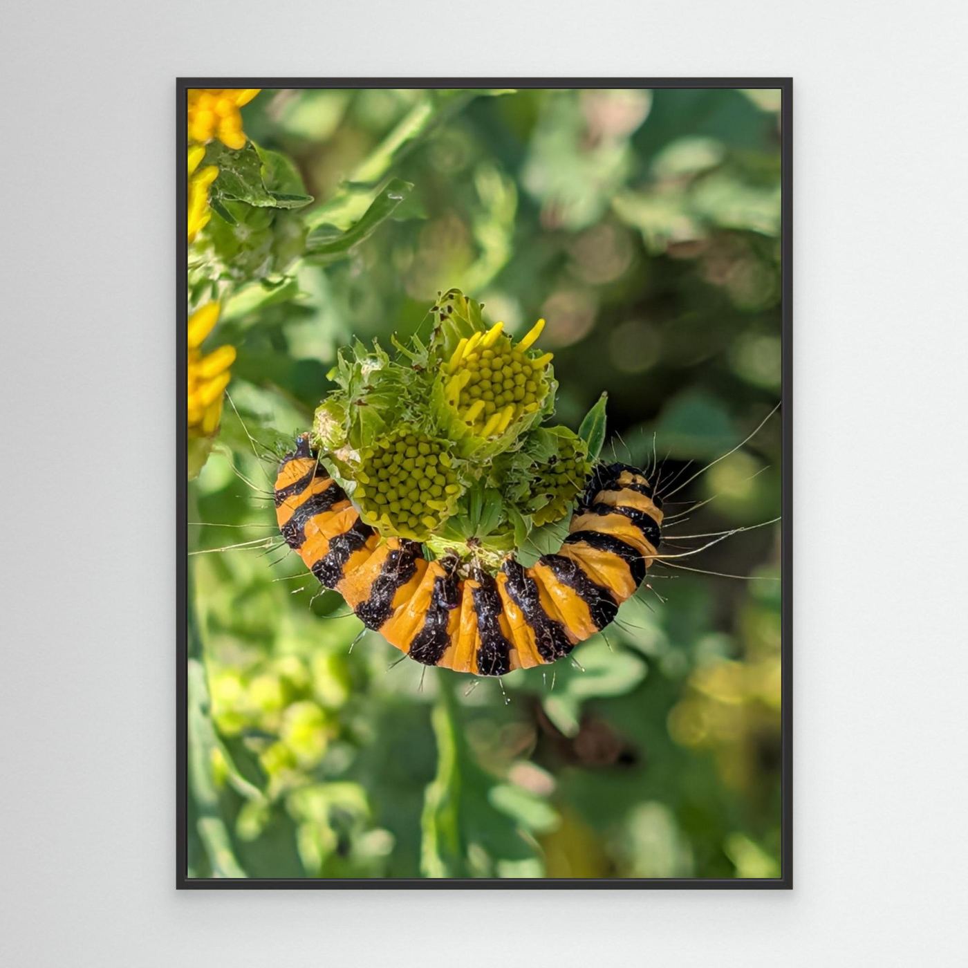 A Caterpillar's Vibrance by Srgstudio 