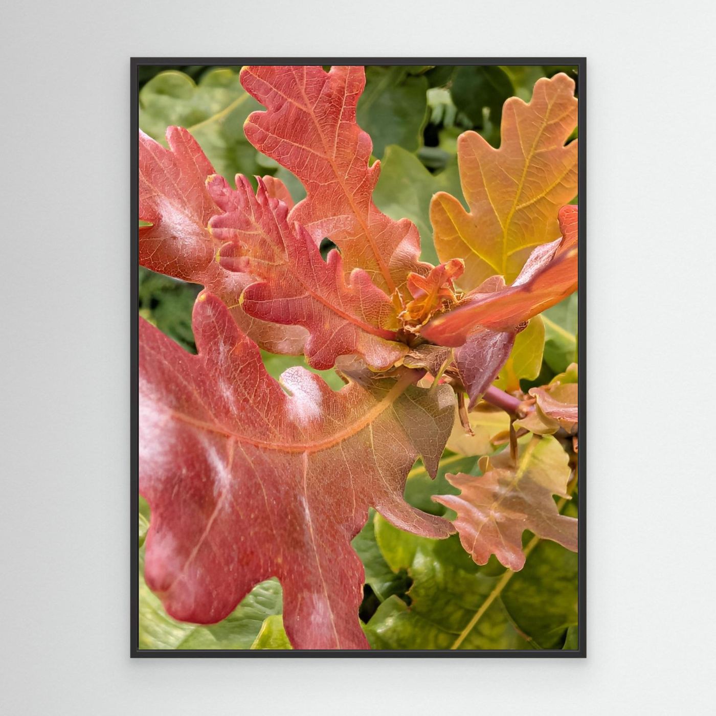 Natures Colours by Srgstudio