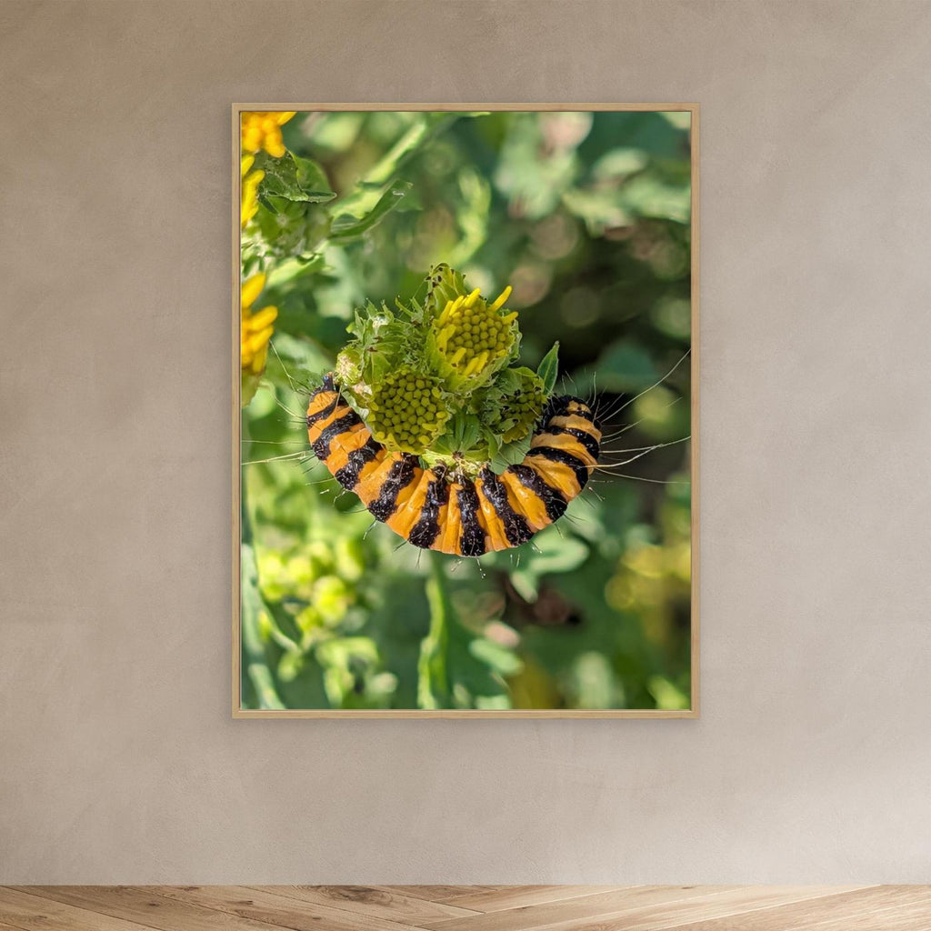 A Caterpillar's Vibrance by Srgstudio 